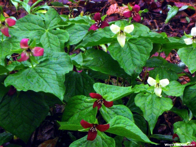 Trillium