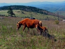 Feral Ponies Of The Highlands by Ramble~On in Views in Virginia & West Virginia