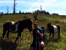Ponies by Ramble~On in Views in Virginia & West Virginia