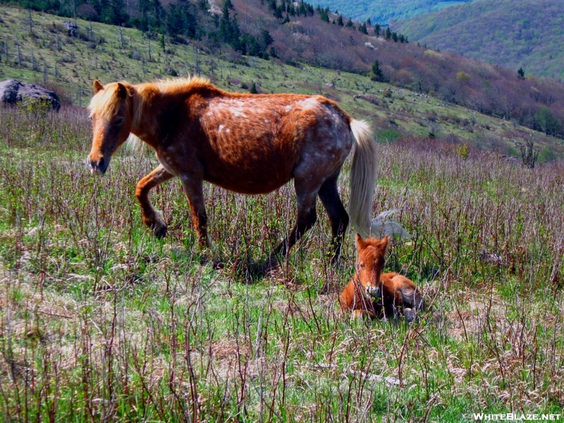 Highland Ponies