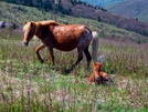 Highland Ponies by Ramble~On in Views in Virginia & West Virginia