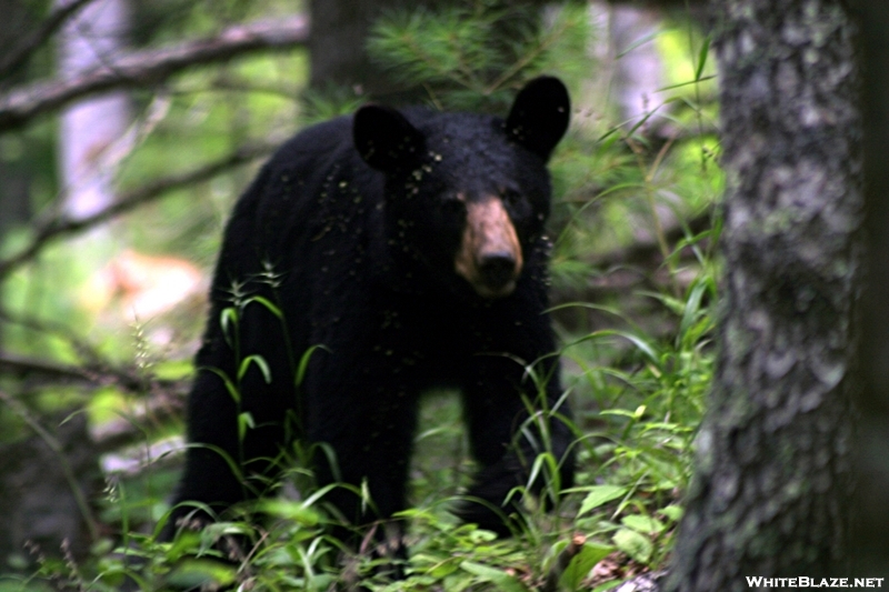 Black Bear