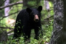 Black Bear by Ramble~On in Bears