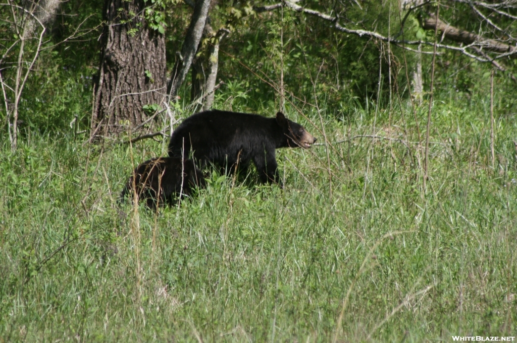 Smoky Mountain Bear with cub