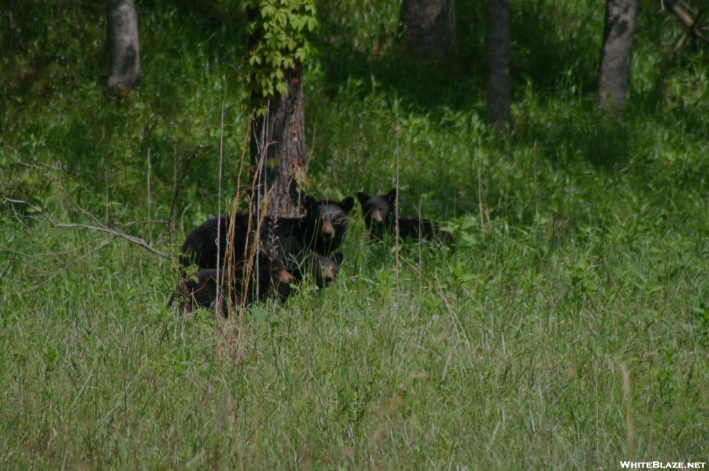 Black Bear Family Portrait