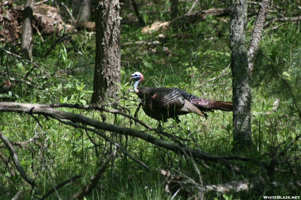 Wild Turkey