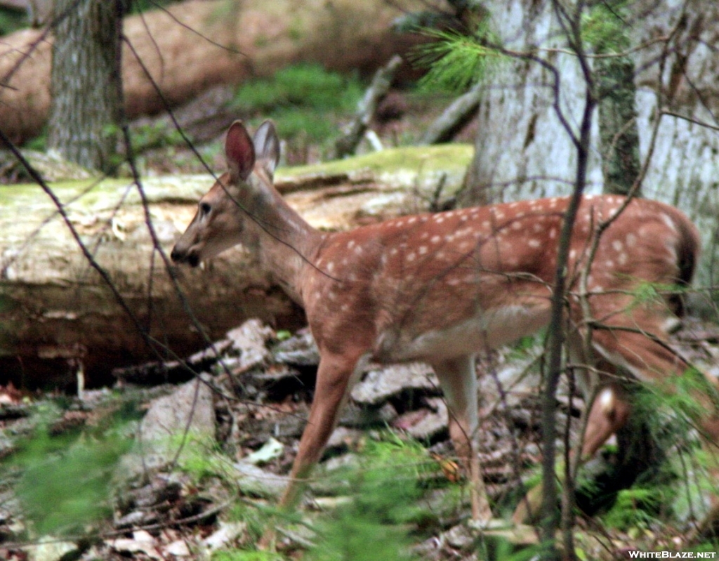 Spotted Fawn