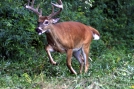 Crazy sounding 10 point Buck by Ramble~On in Deer