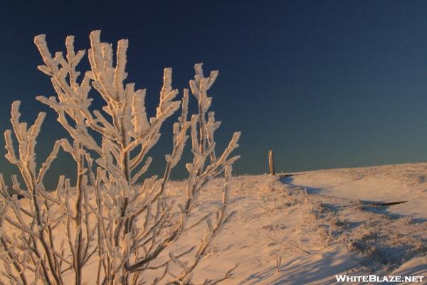 Max Patch