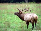 Call of the Wild....Elk in Rut GSMNP