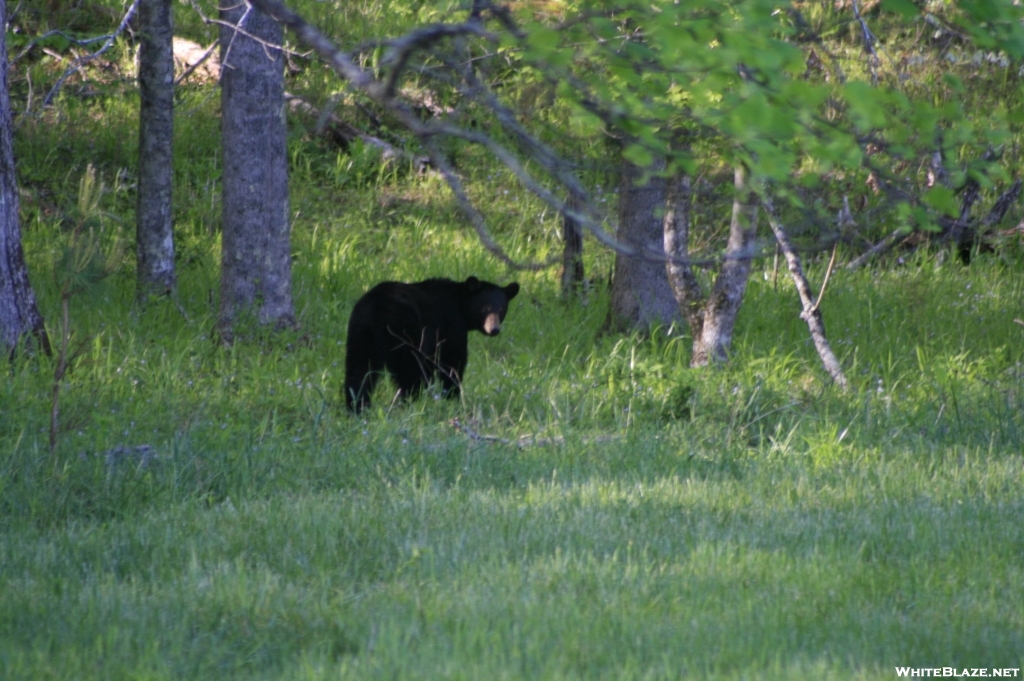 "So you don't bearbag huh?"