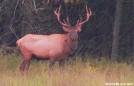 GSMNP Elk by Ramble~On in Deer