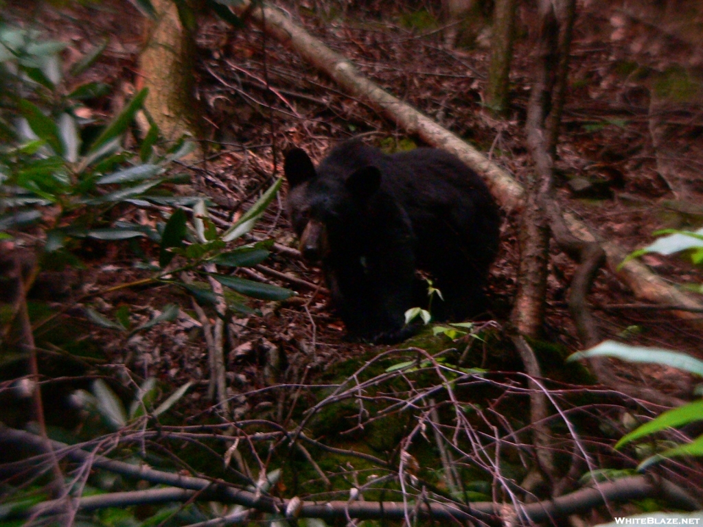 GSMNP Black Bear