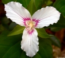 Painted Trillium