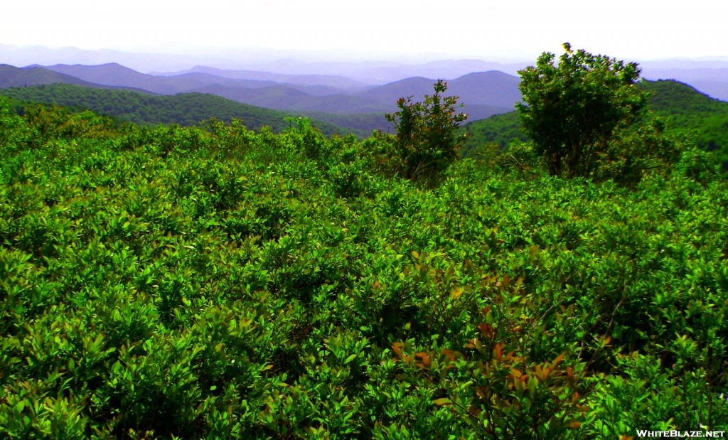 Blueberry bushes on the Art Loeb Trail