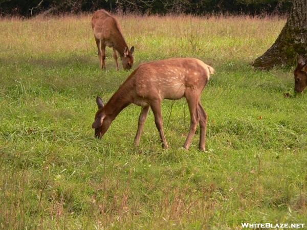 Two grazing elk calves