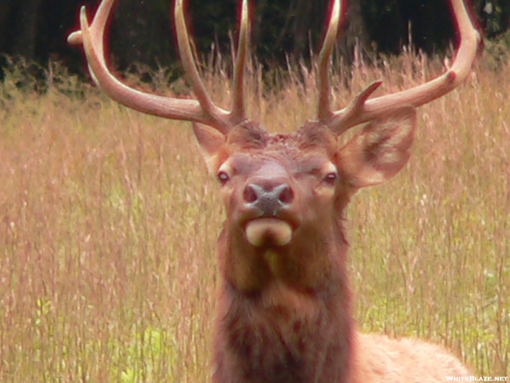 GSMNP Elk