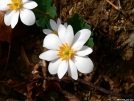 Bloodroot by Ramble~On in Flowers
