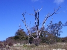 Campsite on Bob Bald by Ramble~On in Views in North Carolina & Tennessee