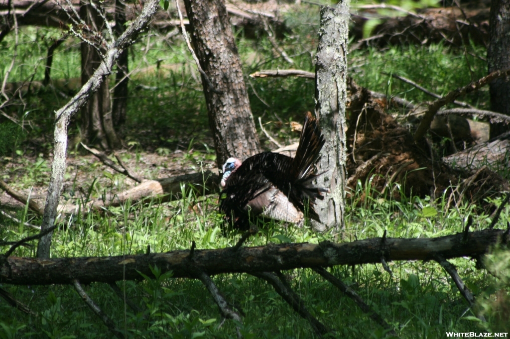 Wild Turkey