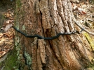 Black Snake by Ramble~On in Snakes