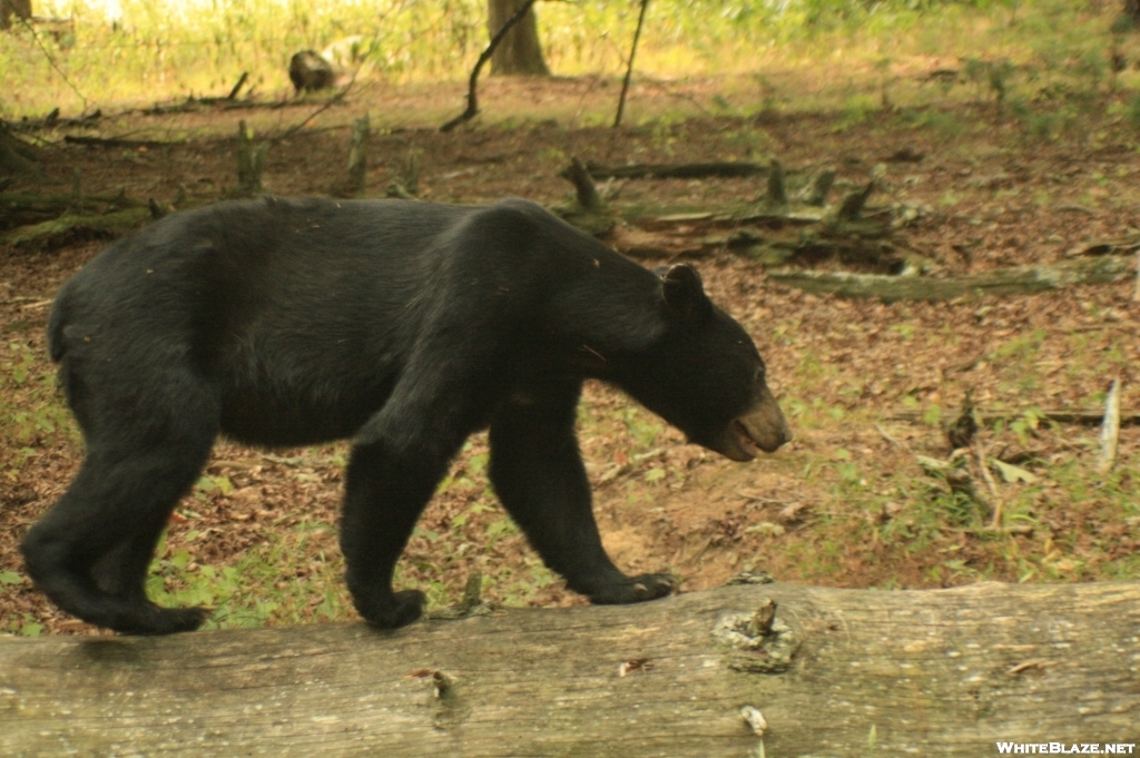 Bear on Log