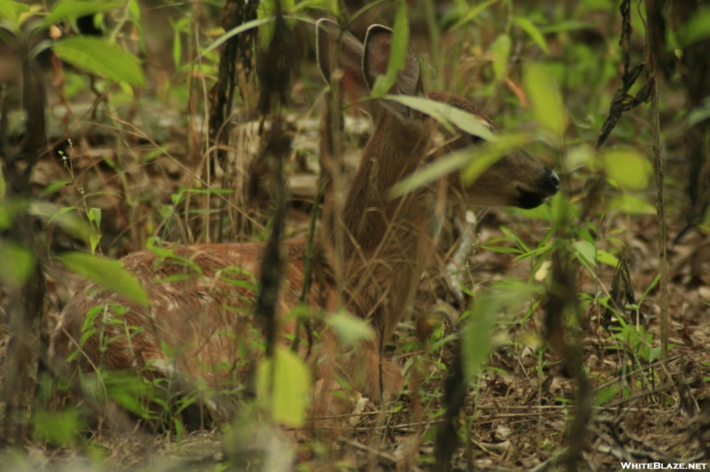 Camouflaged Deer Fawn