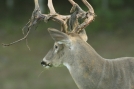 Buck shedding velvet by Ramble~On in Deer