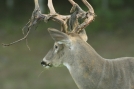 Buck shedding velvet