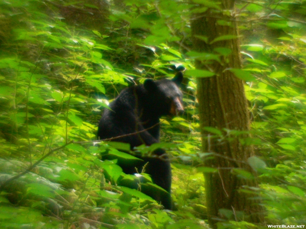 Low Gap Trail Black Bear