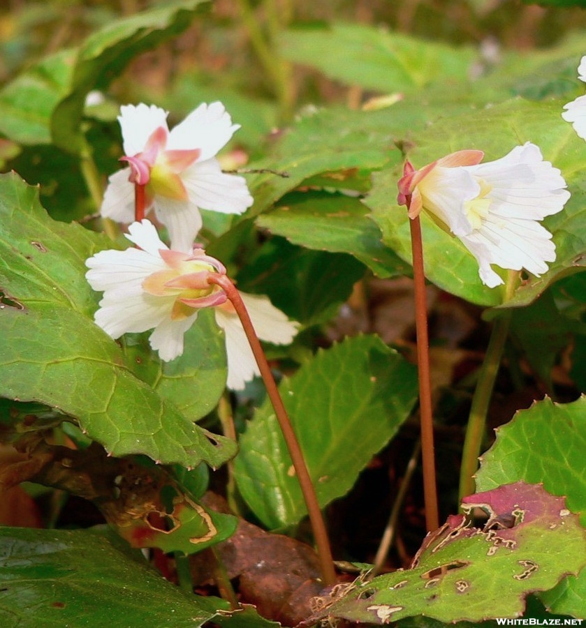 Oconee Bells