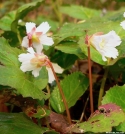 Oconee Bells by Ramble~On in Flowers