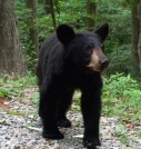 441 roadside bear by Ramble~On in Bears