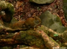 Red Squirrel