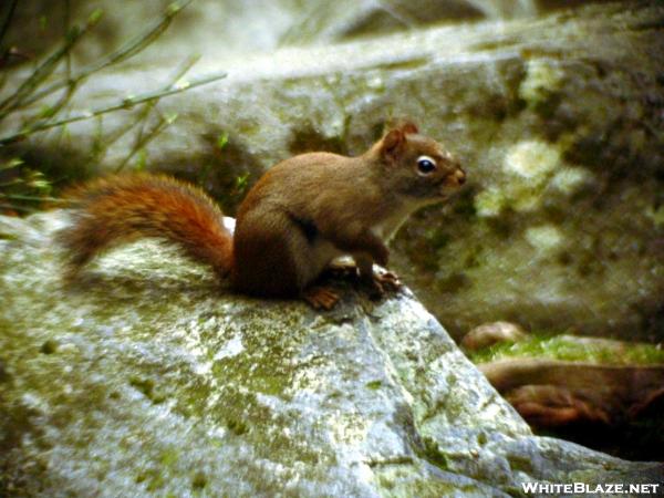 Red Squirrel