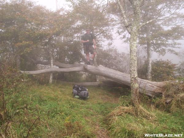 One of Many Bob Bald Campsites