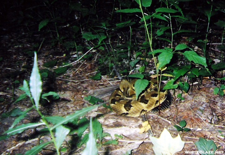 Timber Rattlesnake