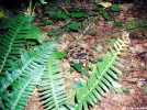 Timber Rattlesnake by Ramble~On in Snakes