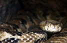 Timber Rattlesnake