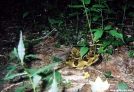 Timber Rattlesnake by Ramble~On in Snakes