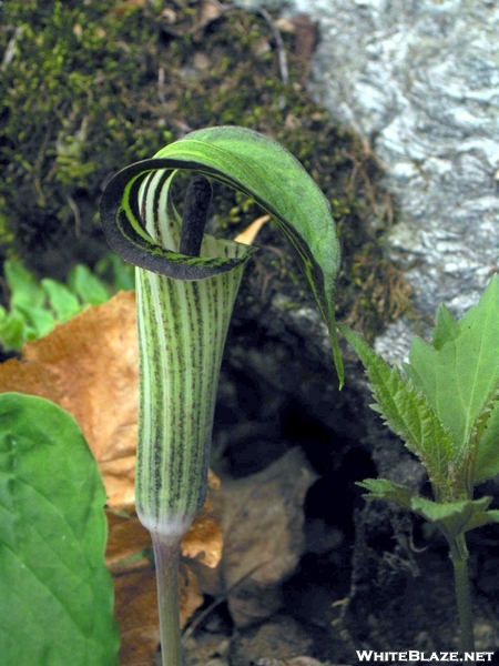 Jack In The Pulpit