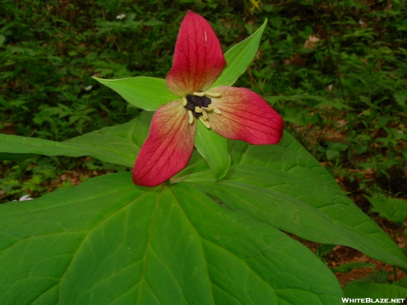 Trillium