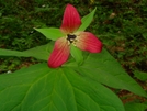 Trillium by Ramble~On in Flowers