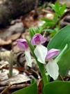 Showy orchis by Ramble~On in Flowers