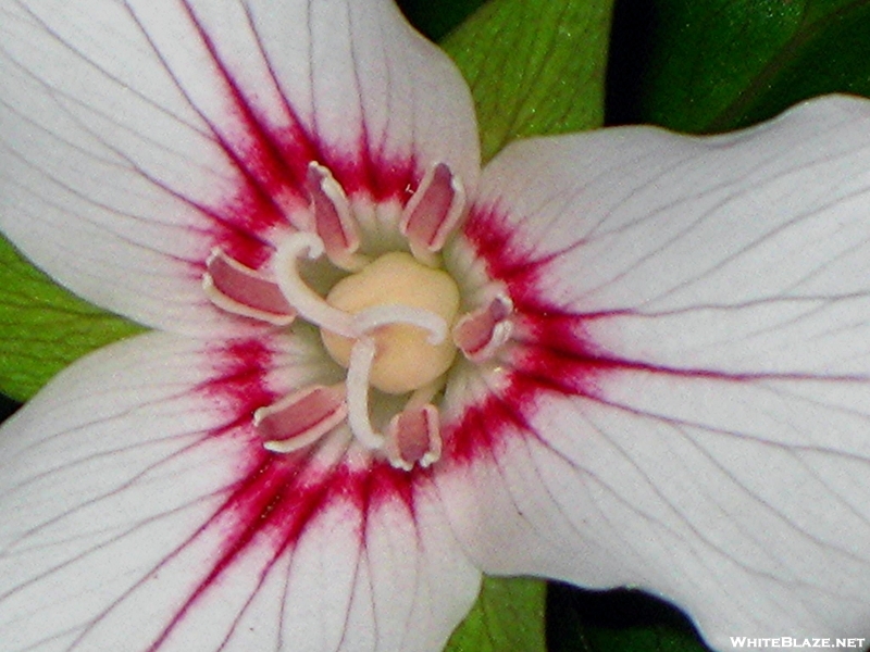 Painted Trillium