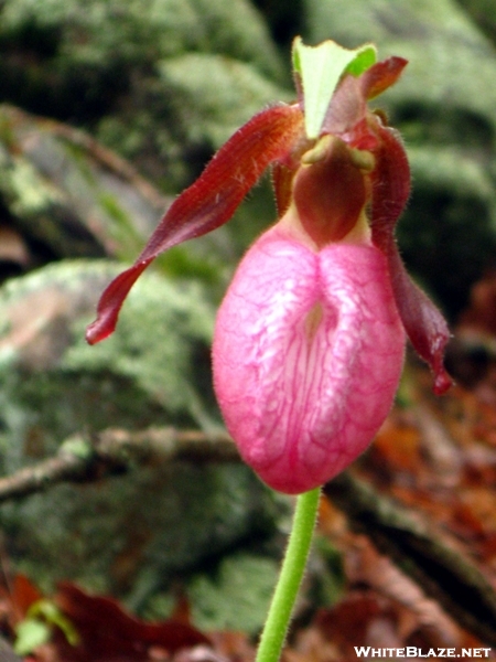 Lady's Slipper