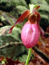 Lady's Slipper by Ramble~On in Flowers