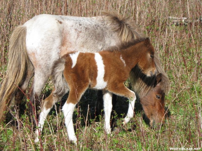 Highland Ponies