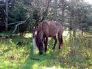 Highland Ponies by Ramble~On in Views in Virginia & West Virginia