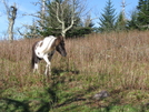 Highland Ponies